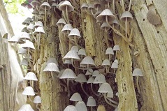 Publieksprijs KidzKlix paddenstoelen