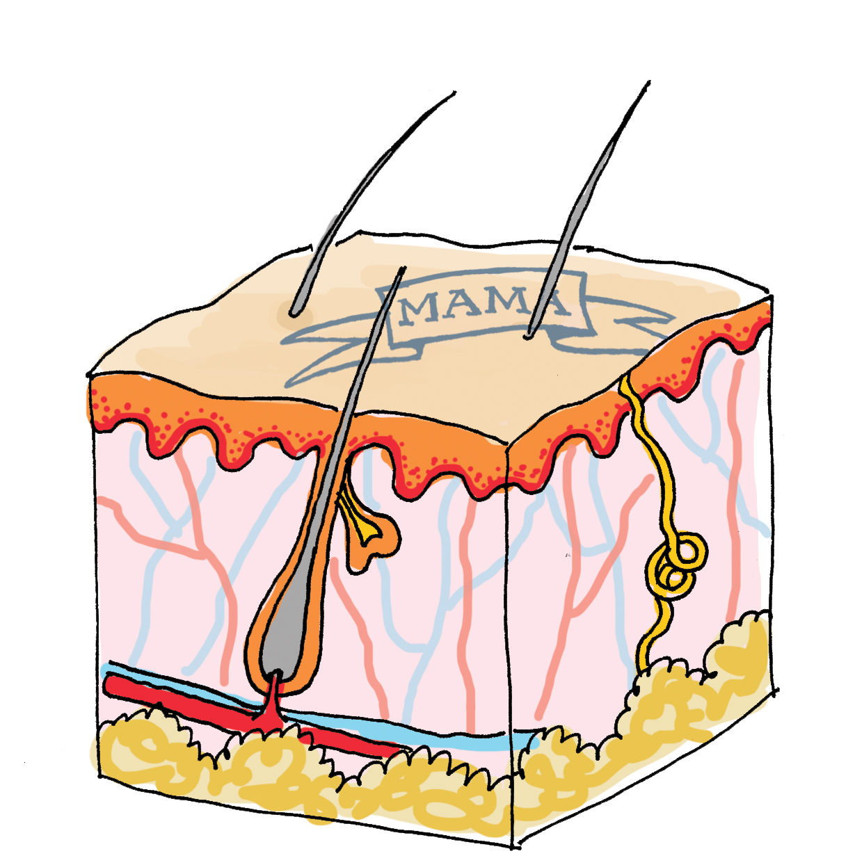Tekening van een dwarsdoorsnede van de huid met verschillende huidlagen, haarzakje en haar