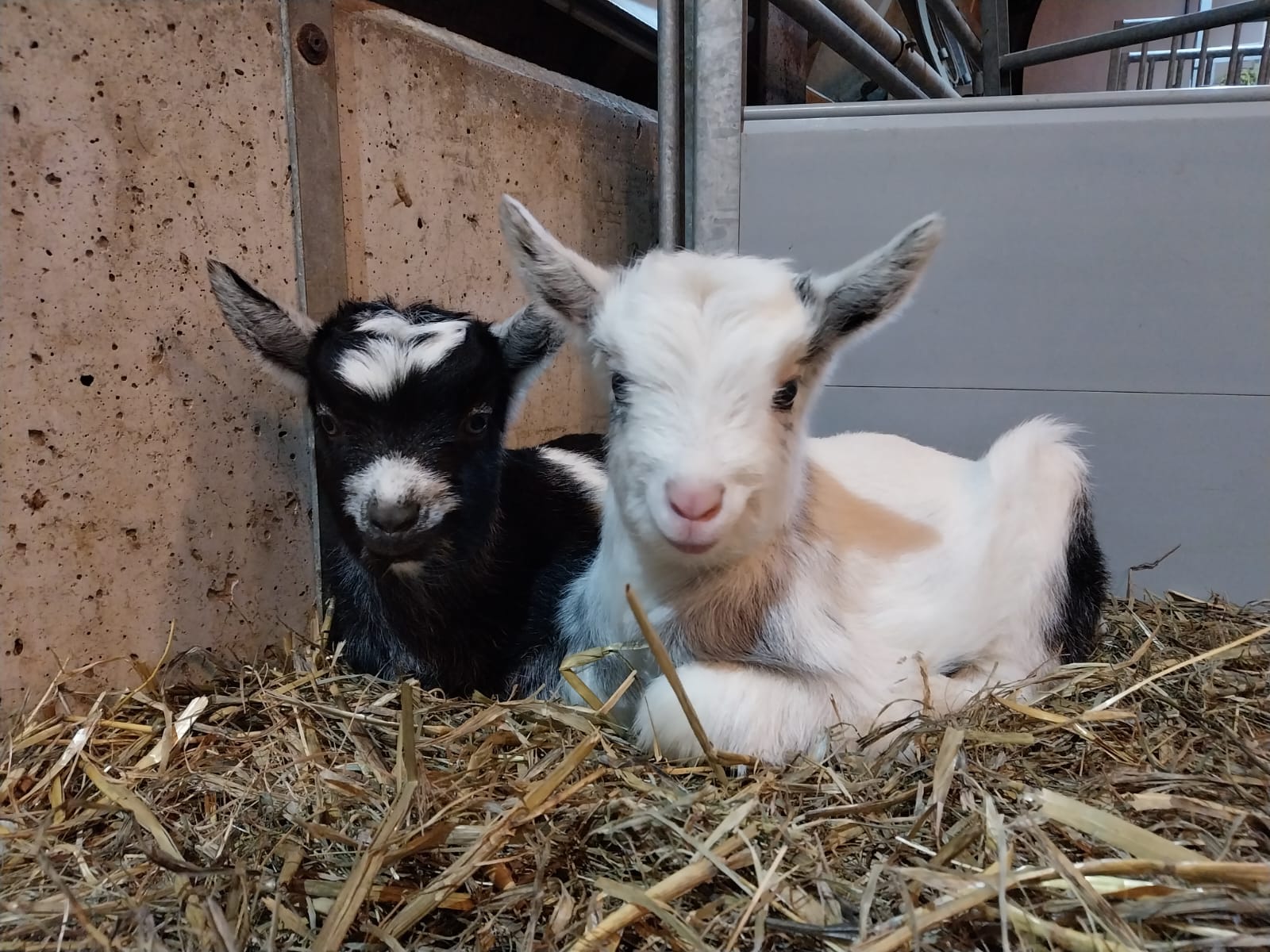 Pasgeboren geitenlammeren van het zeldzame ras Nederlandse landgeit